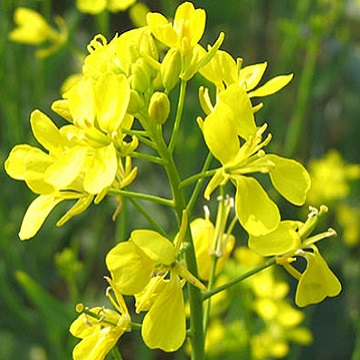 Горчица белая 35 кг